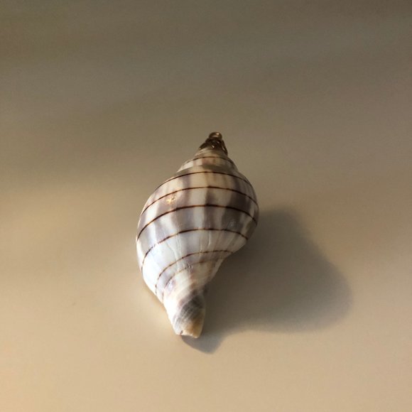 Seashell Pendant with Gold Fascinator for Necklace - Picture 3 of 5